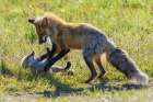 Red fox vixen playing with one of her kits, Washington State Art Print
